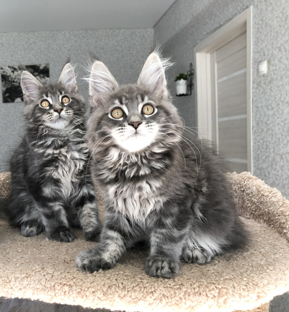 Maine Coon For Sale In The City Of Samara Russian Federation Price 270 Announcement 6928