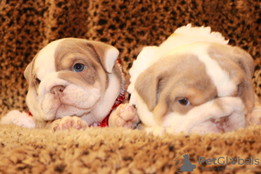 English Bulldog For Sale In The City Of Turin Italy Price 606 Announcement 8386