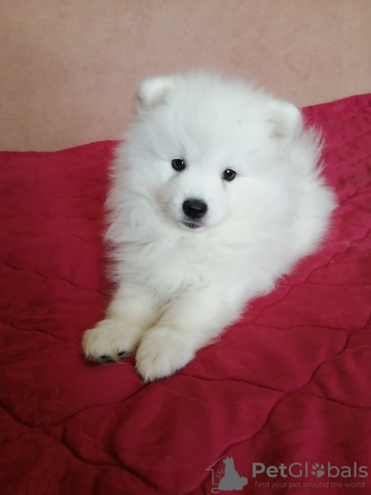 Japanese Spitz For Sale In The City Of Baranovichi Belarus Price Negotiated Announcement 7542