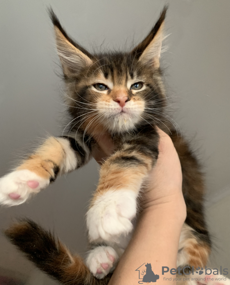 Maine Coon For Sale In The City Of Omsk Russian Federation Price Negotiated Announcement 8700