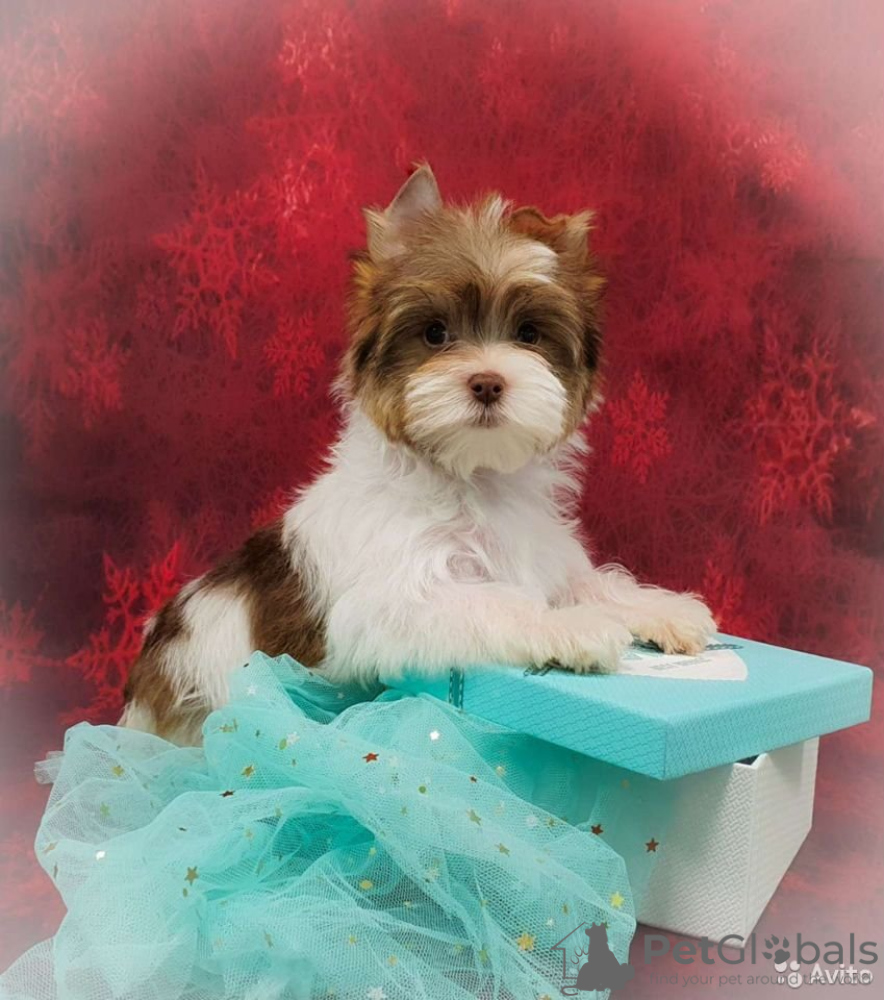 Biro yorkie puppies for hot sale sale