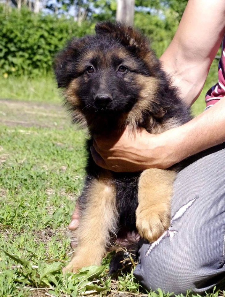 long haired german shepherd puppies for sale
