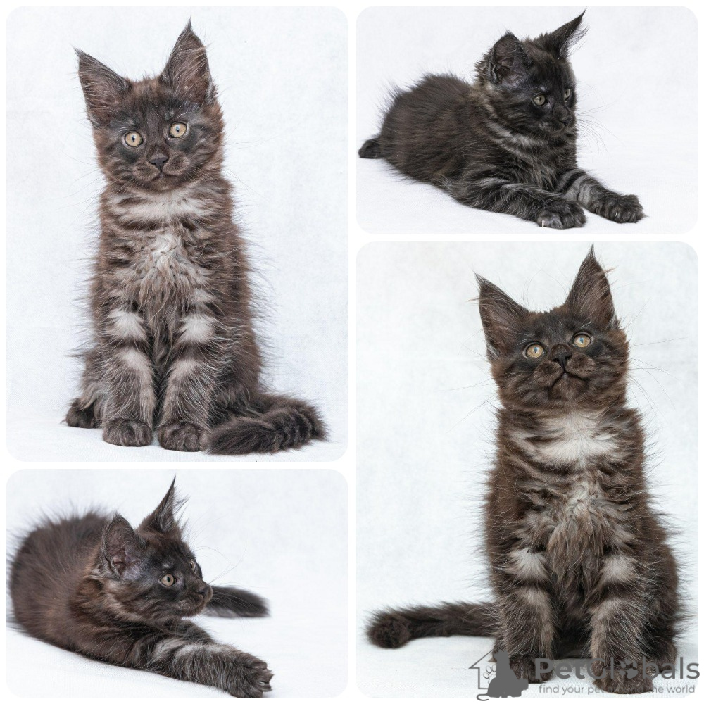 Maine Coon For Sale In The City Of Tashkent Uzbekistan Price 1500 Announcement 7587