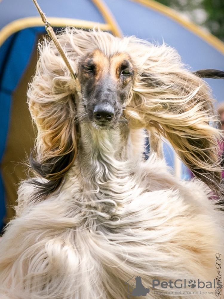 Afghan Hound for sale in the city of St. Petersburg