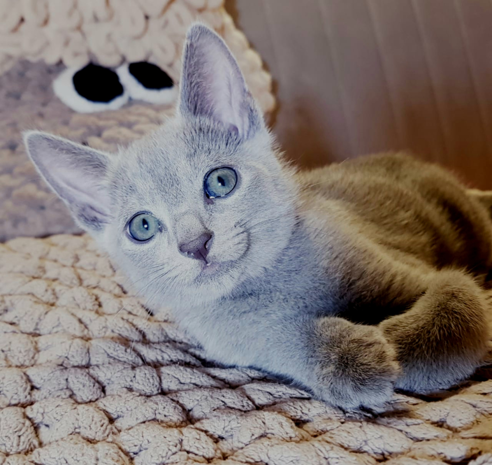 Russian Blue For Sale In The City Of Moskva Russian Federation Price Negotiated Announcement 4623