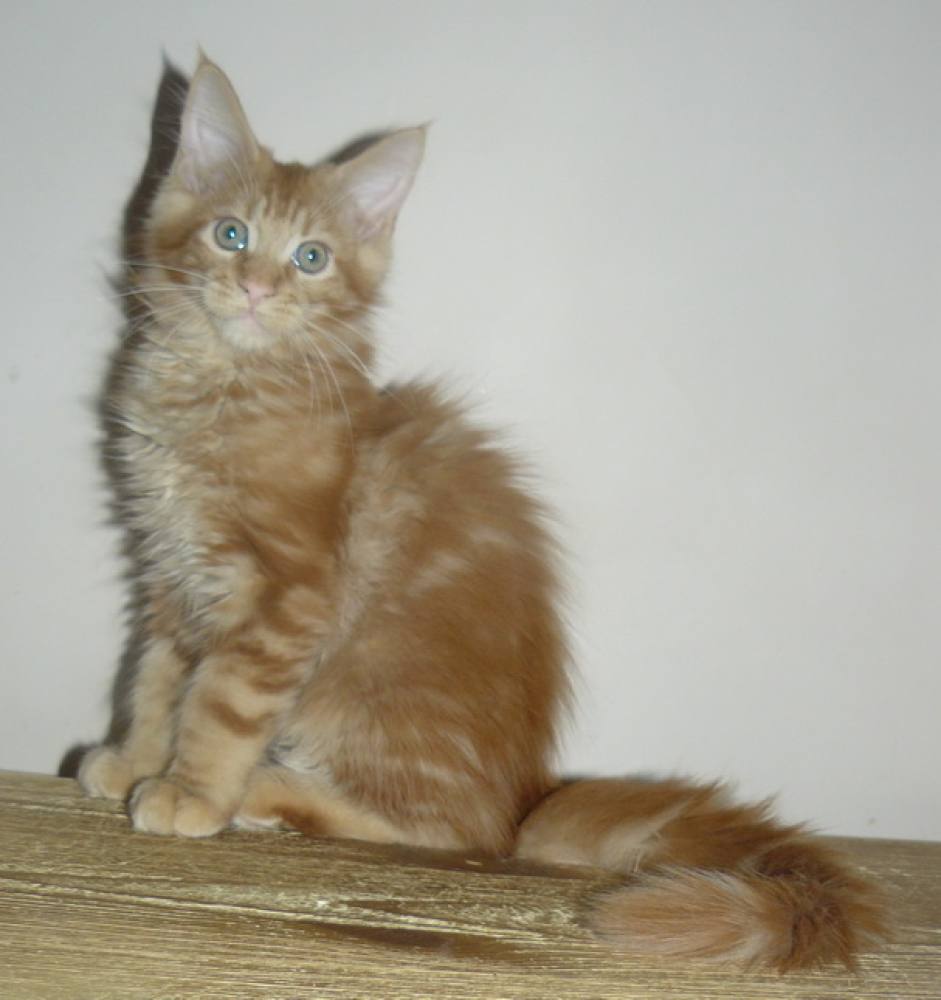 Maine Coon For Sale In The City Of Moskva Russian Federation Price 270 Announcement 2088