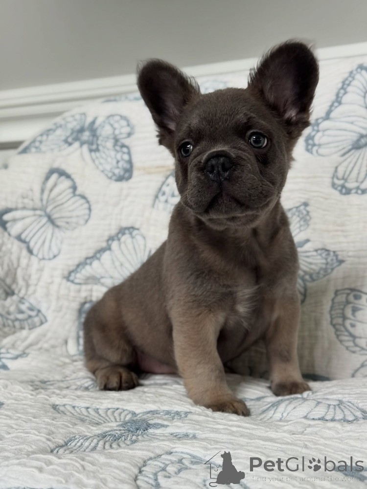French Bulldog for sale in the city of Munich (Germany) ➤ Price
