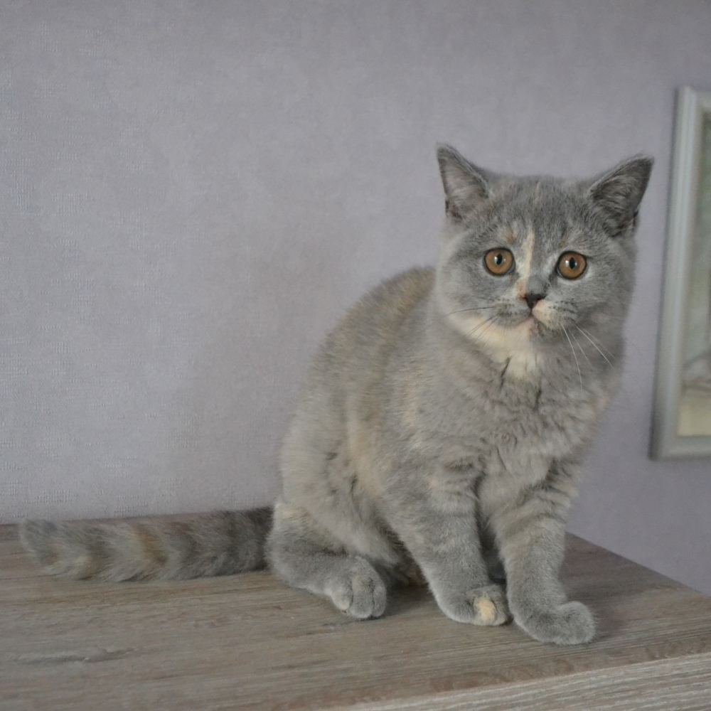 grey cats for sale