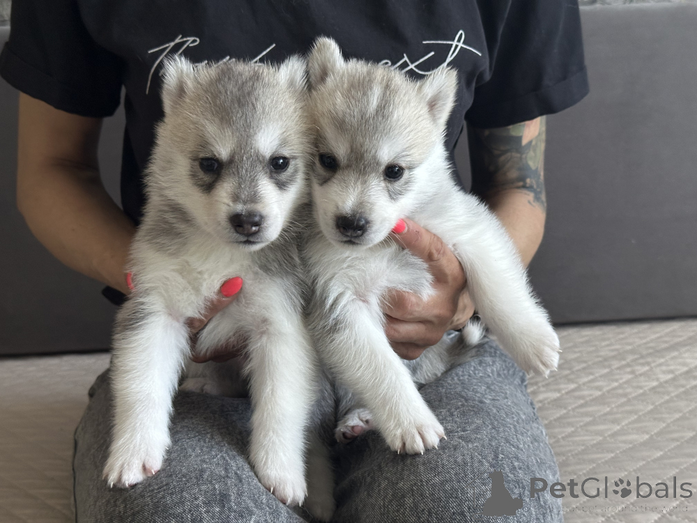 White Siberian Huskies Grey And White Husky With Blue Eyes For