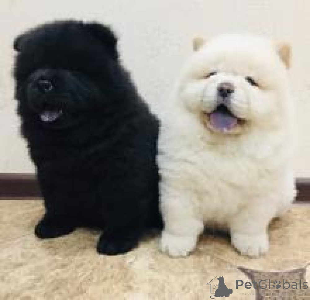 Breed Black And White Chow Chow Puppies Types Of Chow Chows