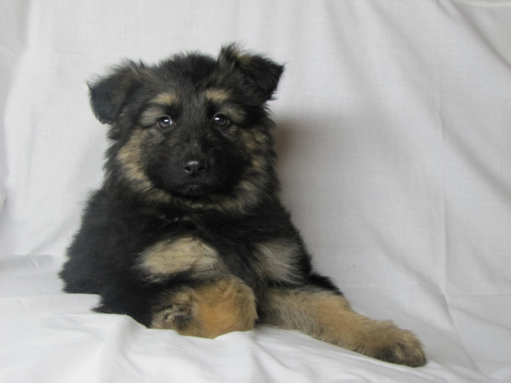 long haired german shepherd puppies for sale