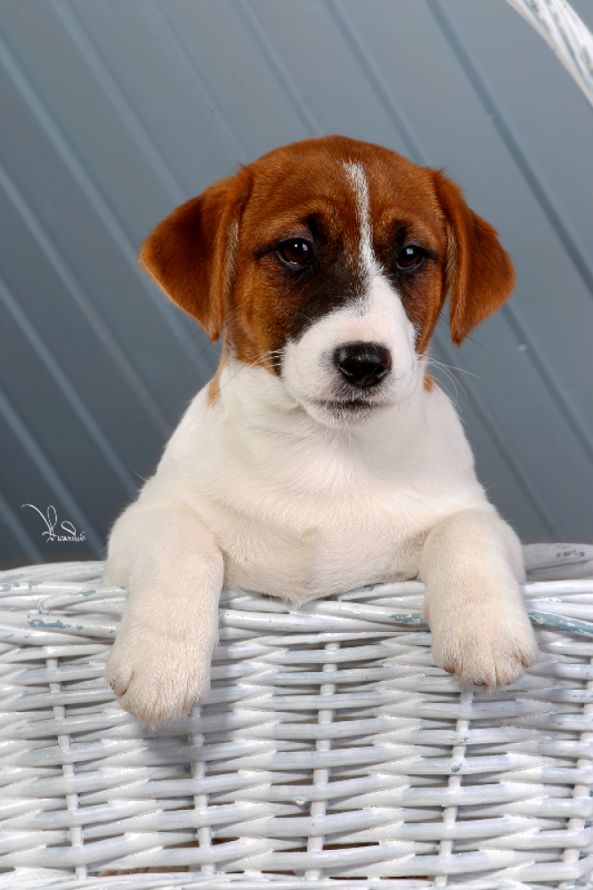 Jack Russell Terrier for sale in the city of Ryazan ...