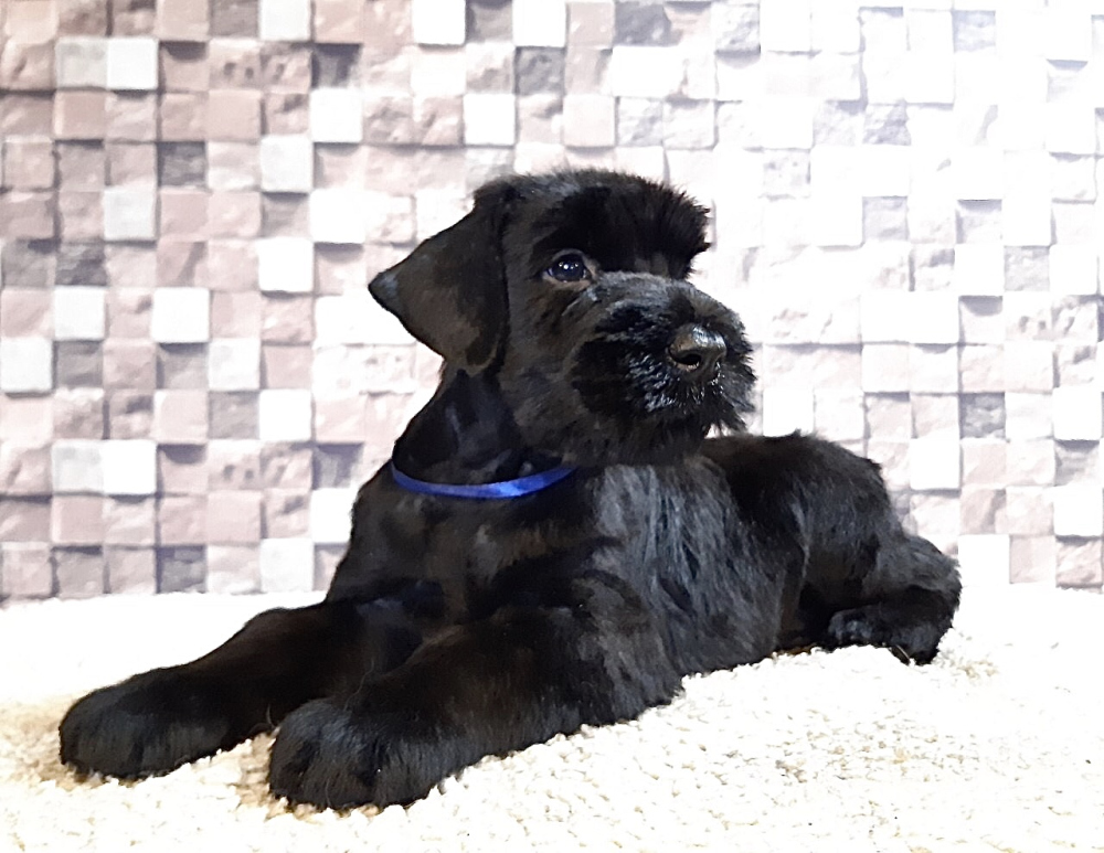 giant schnauzer puppies for sale