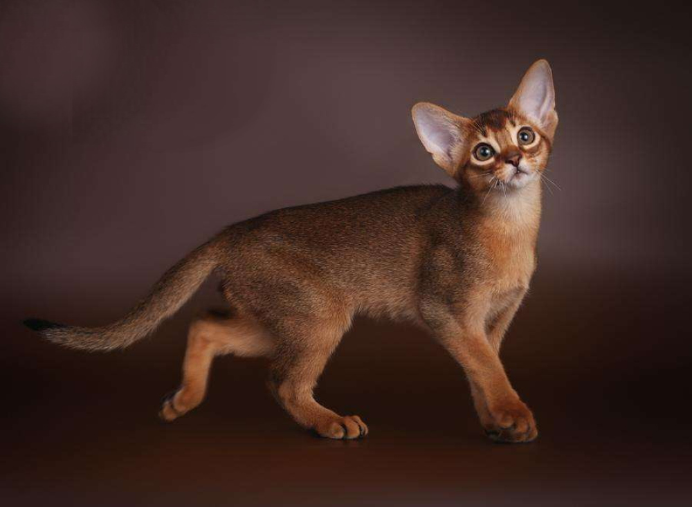 28 HQ Pictures Abyssinian Cat Price South Africa / Abyssinian Cat Breed