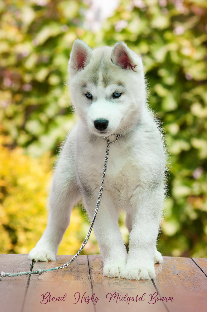 Siberian Husky For Sale In The City Of Tolyatti Russian Federation Price 270 Announcement 2596