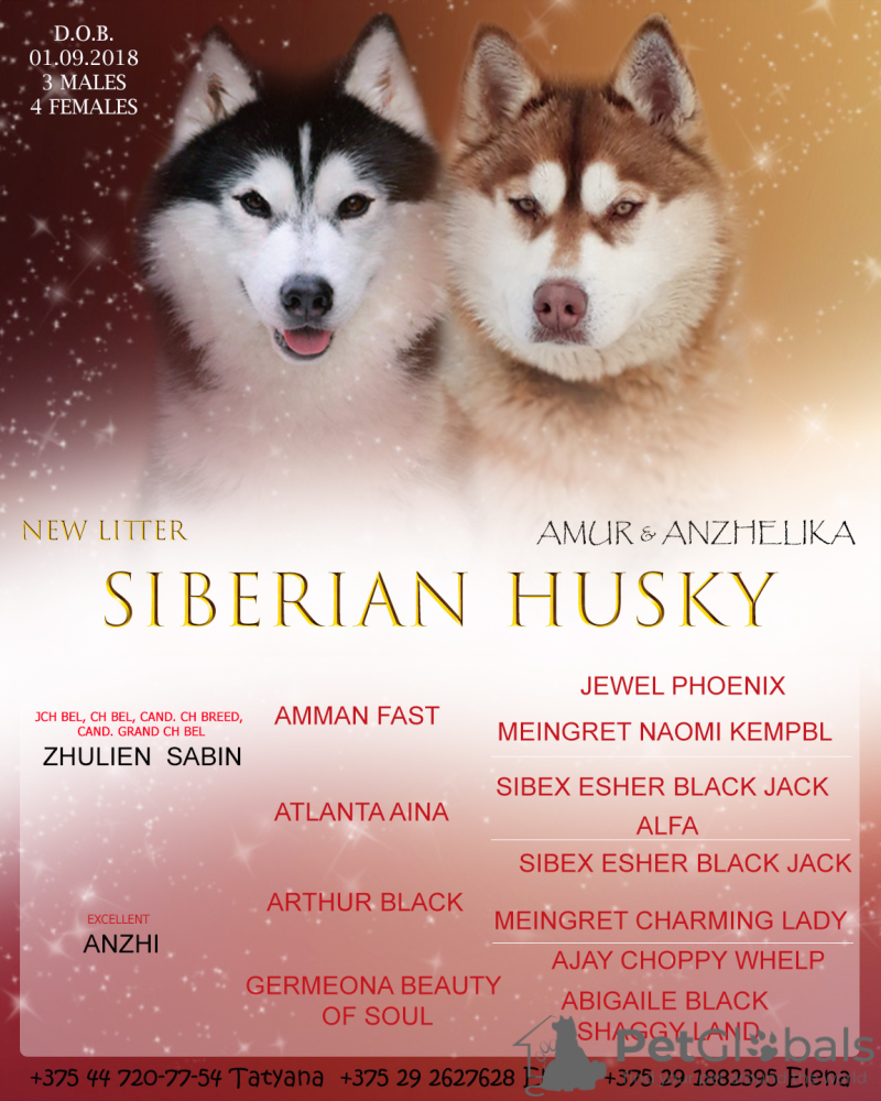 siberian husky baby price