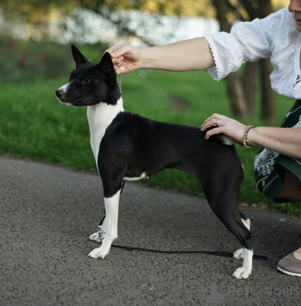 Adoption Basenji Puppies For Sale Adopt A Basenji Near Me Shop