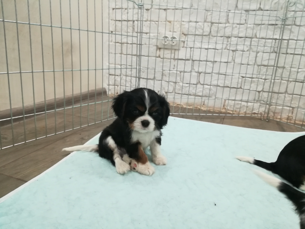 cavalier king charles spaniel puppies for sale