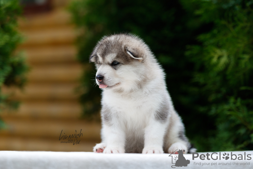 malamute puppies for sale