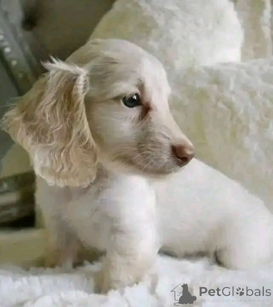 Dachshund for sale in the city of Munich (Germany) ➤ Price 774