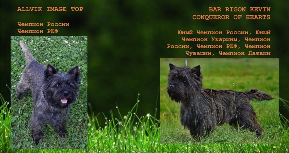 Cairn Terrier for sale in the city of 