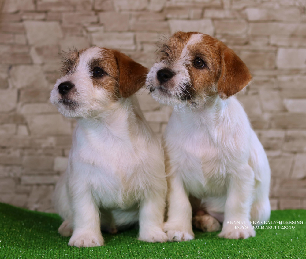 Jack Russell Terrier for sale in the 