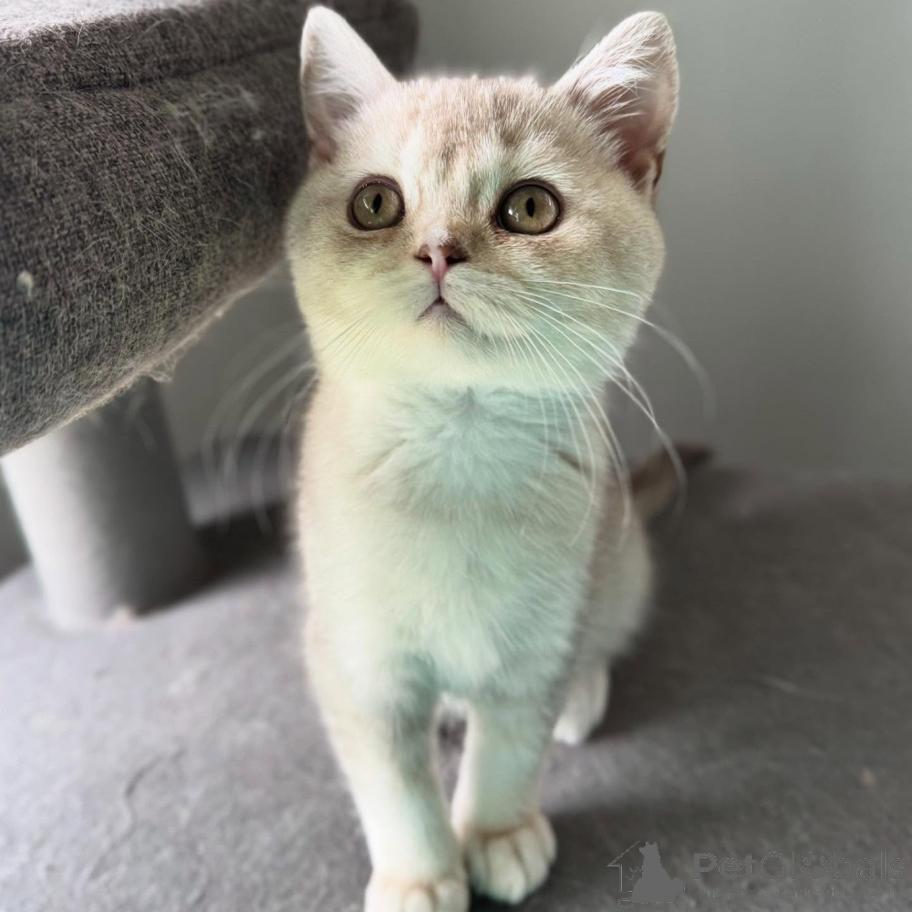 British Shorthair for sale in the city of Munich (Germany