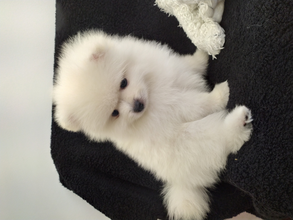 pom spitz dog for sale