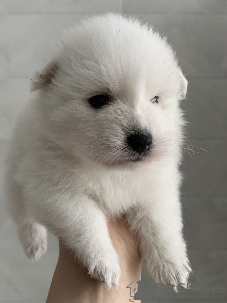Japanese Spitz For Sale In The City Of Moskva Russian Federation Price 810 Announcement 08