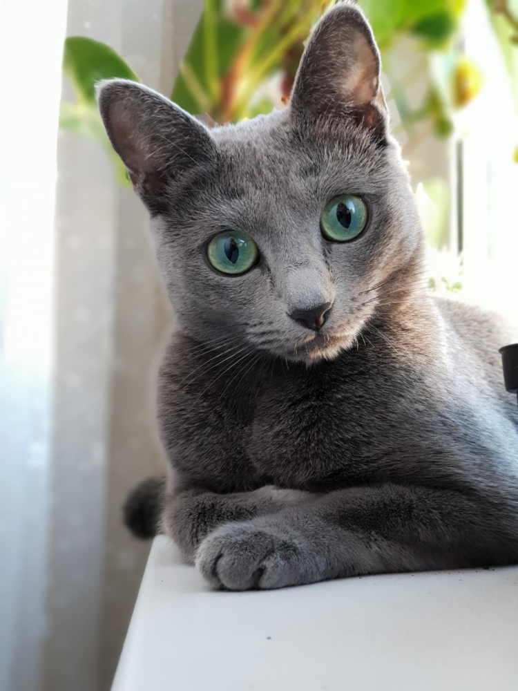 russian blue cat for sale