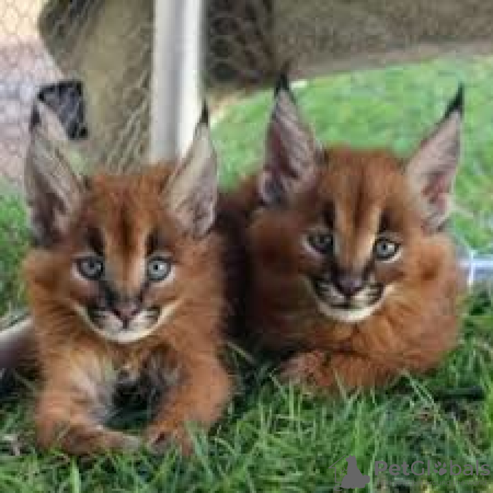 52 Best Pictures Caracal Cat For Sale Near Me / Caracal Carolina Tiger