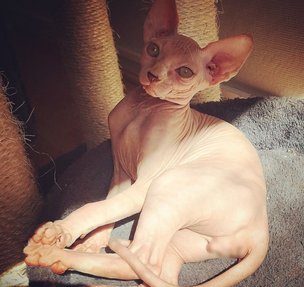 sphynx for sale