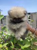 Photo №1. pomeranian - for sale in the city of Москва | negotiated | Announcement № 19667