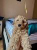 Photo №4. I will sell poodle (toy) in the city of Дублин. private announcement - price - 1479$