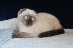 Photo №2 to announcement № 5865 for the sale of scottish fold - buy in Ukraine from nursery