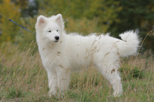 Photo №4. I will sell samoyed dog in the city of Novosibirsk. from nursery, breeder - price - 1300$