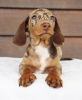 Photo №2 to announcement № 103622 for the sale of dachshund - buy in United States from nursery