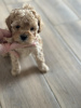 Additional photos: Miniature poodle puppies