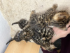 Photo №2 to announcement № 40735 for the sale of bengal cat - buy in Turkey private announcement, from nursery, breeder