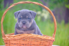 Photo №2 to announcement № 51295 for the sale of american bully - buy in Russian Federation breeder