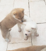 Photo №3. 8 Japanese Akita Inu Puppies - 6 Boys & 2 Girls. Isle of Man