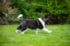 Photo №4. I will sell american akita in the city of Dnipro. breeder - price - 1414$