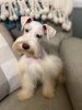 Photo №4. I will sell schnauzer in the city of Las Vegas. breeder - price - 300$