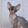 Photo №3. Purebred Canadian Sphynx kittens from the cattery. Ukraine