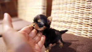Additional photos: miniature York puppies 1 kg.