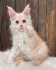 Photo №4. I will sell maine coon in the city of Sydney. private announcement - price - 750$