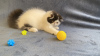 Photo №4. I will sell persian cat in the city of Lviv. from nursery - price - 1183$
