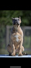 Photo №3. Cane Corso puppies. Serbia