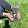 Photo №1. french bulldog - for sale in the city of Los Angeles | negotiated | Announcement № 38210