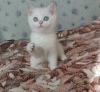 Photo №1. british shorthair - for sale in the city of Москва | 2078$ | Announcement № 10971